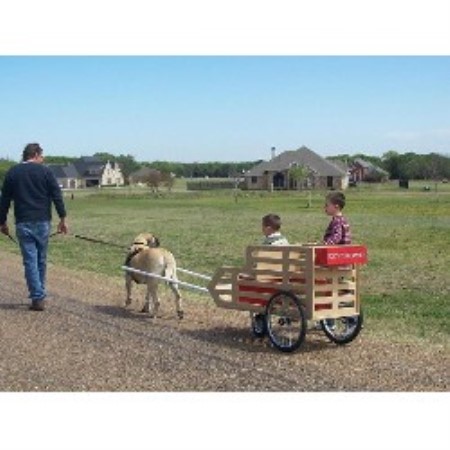 Mastiff breeder in Texas picture 2