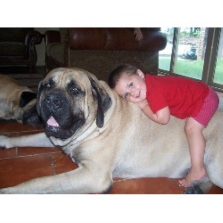 Mastiff in Texas picture 2