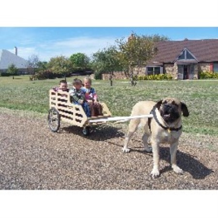Mastiff Breeder in Gunter, Texas
