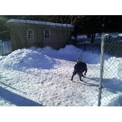Dog Daycare Area