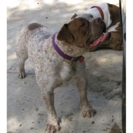British Bulldog, Bulldog breeder in Texas picture 2