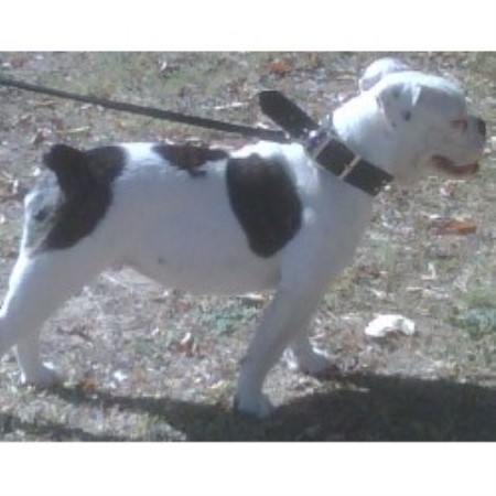 English Bulldog breeder in Georgetown Texas