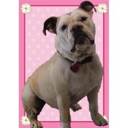 English Bulldog Breeder in Georgetown, Texas