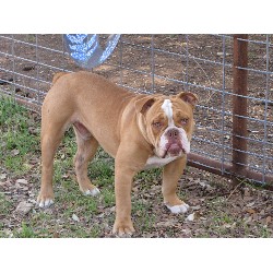 English Bulldog Stud in Georgetown, Texas