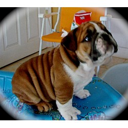 English Bulldog Breeder in Seffner, Florida