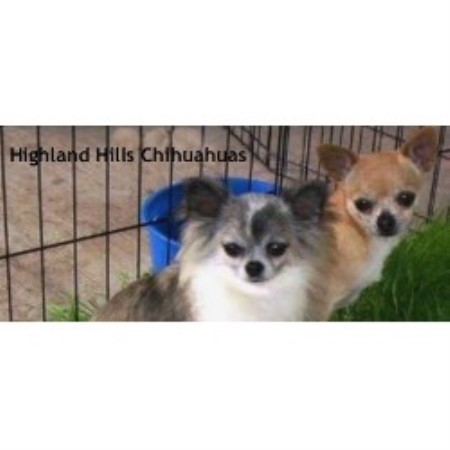 Chihuahua Breeder in Muse, Oklahoma