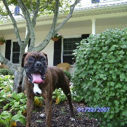 Boxer Stud in Dayton, Ohio