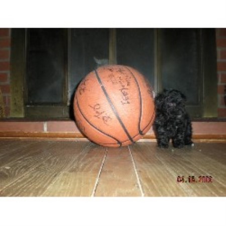 Poodle Toy breeder in Kokomo Indiana