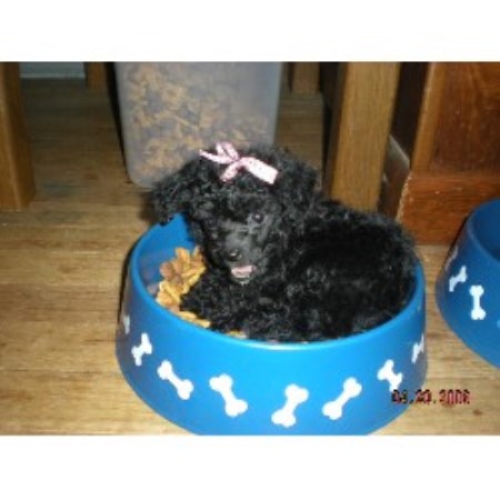 Poodle Toy breeder in Indiana picture 2
