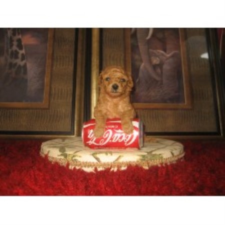 Poodle Toy in Indiana picture 2