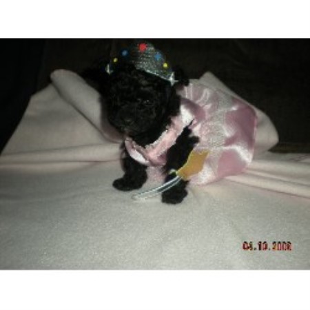 Poodle Toy Breeder in Kokomo, Indiana