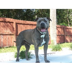 American Pit Bull Terrier Stud in Panama City, Florida