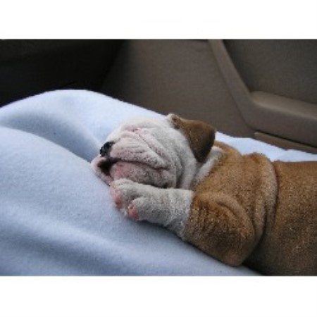 English Bulldog breeder in Gwynn Virginia