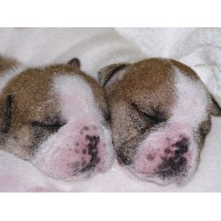 English Bulldog Breeder in Gwynn, Virginia
