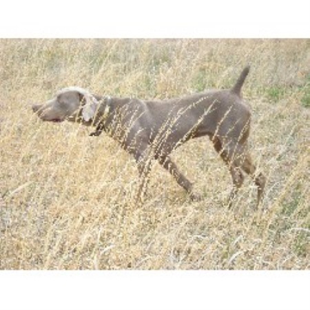 Weimaraner Breeder in New Gretna, New Jersey