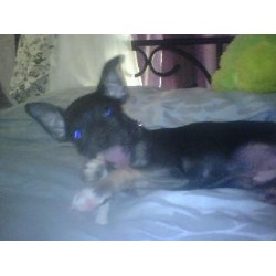 Chihuahua Stud in Manassas Park, Virginia