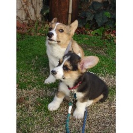 Pembroke Welsh Corgi breeder in California picture 2