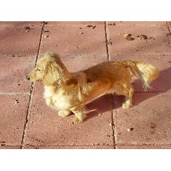 Dachshund breeder in Chambersburg Pennsylvania