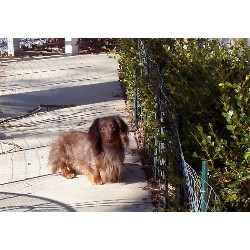 Dachshund Breeder in Chambersburg, Pennsylvania
