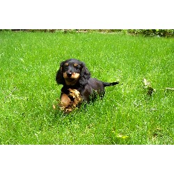 Doxie in Pennsylvania