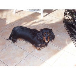 Doxie breeder in Pennsylvania picture 2