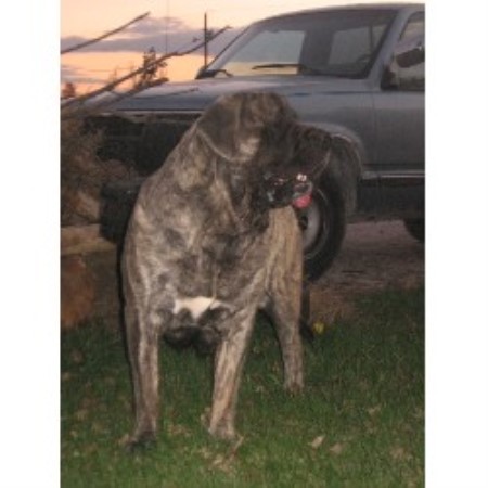 Mastiff breeder in Indiana picture 2