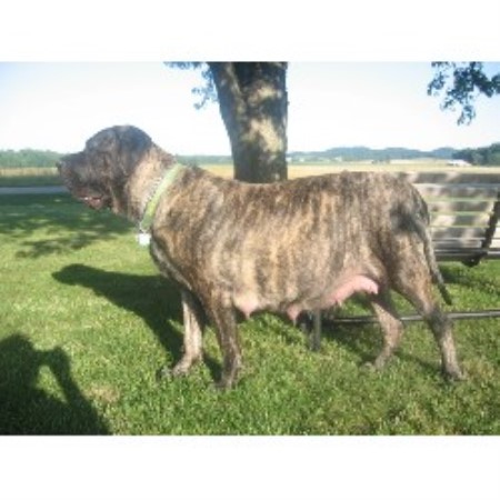 Mastiff breeder in Brownstown Indiana