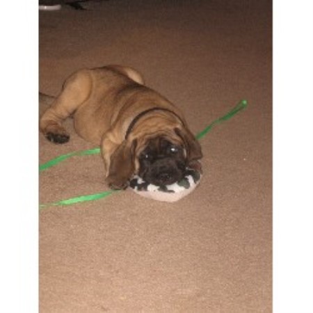 Mastiff Breeder in Brownstown, Indiana