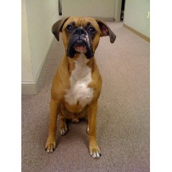 Boxer Stud in Baltimore, Maryland