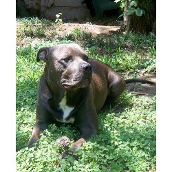 American Pit Bull Terrier Stud in Austin, Texas
