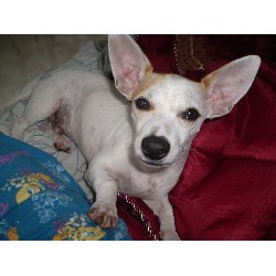 Chihuahua Stud in Homestead, Florida