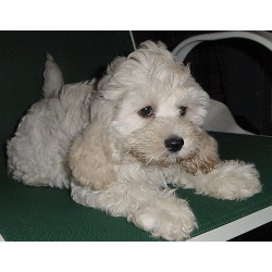 Cockapoo breeder in Jeffersonville Vermont