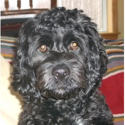 Cockapoo in Vermont