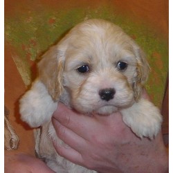 Cockapoo breeder in Vermont picture 2