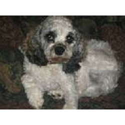 Cockapoo Breeder in Jeffersonville, Vermont