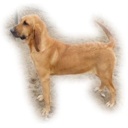 Bloodhound Breeder in Blockton, Iowa