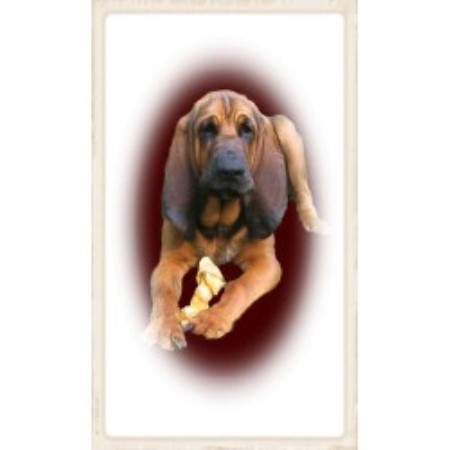 Bloodhound breeder in Blockton Iowa