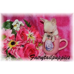 Chihuahua Breeder in Mission, Texas