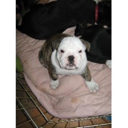 English Bulldog breeder in Fayetteville Arkansas