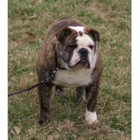 English Bulldog Breeder in Fayetteville, Arkansas