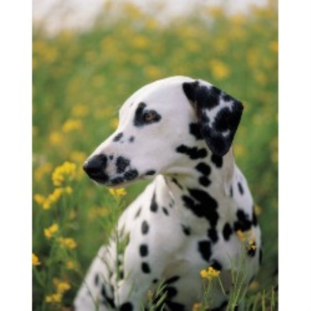 Dal in Camo