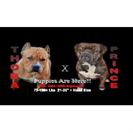 American Pit Bull Terrier breeder in Paw Paw Michigan