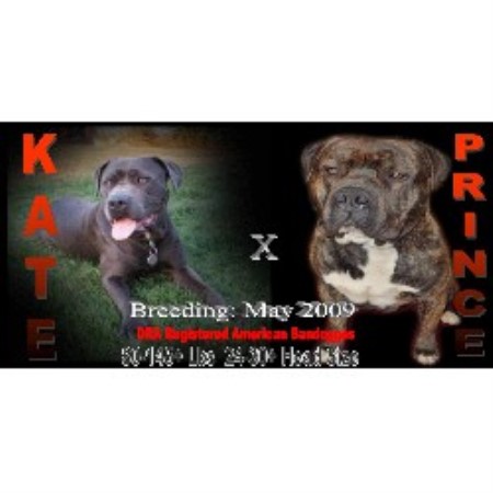 APBT breeder in Michigan picture 2