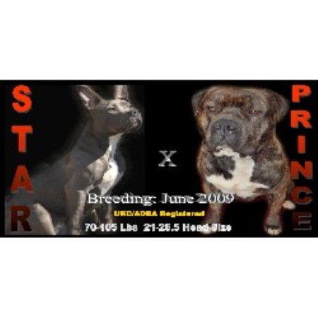 APBT in Michigan