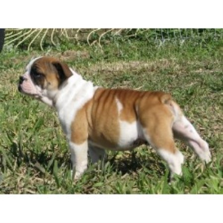 English Bulldog Breeder in New Virginia, Iowa
