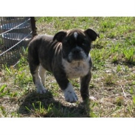British Bulldog, Bulldog breeder in Iowa picture 2