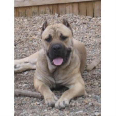 Cane Corso in Massachusetts picture 2
