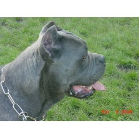 Cane Corso in Massachusetts