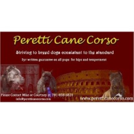Cane Corso Breeder in Brockton, Massachusetts