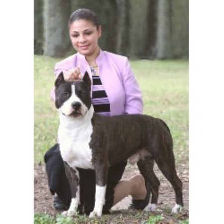 American Staffordshire Terrier in Texas